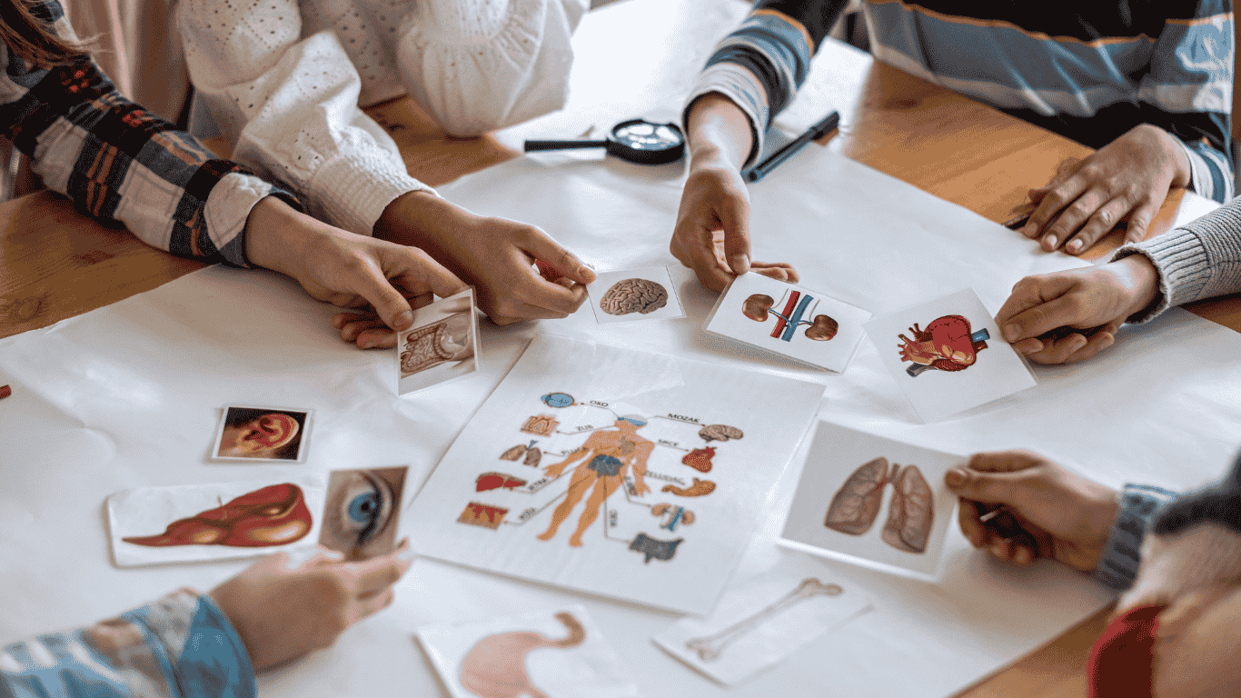 Group of students engaged in a biology class, sorting and matching illustrated cards of human body organs and systems on a table.