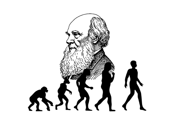 Illustration of human evolution from ape to modern human, with a portrait of Charles Darwin in the background.