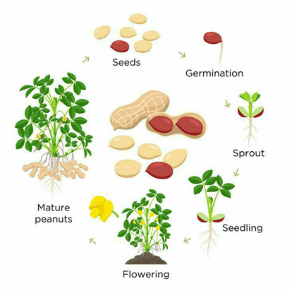 life cycle of a peanut plant